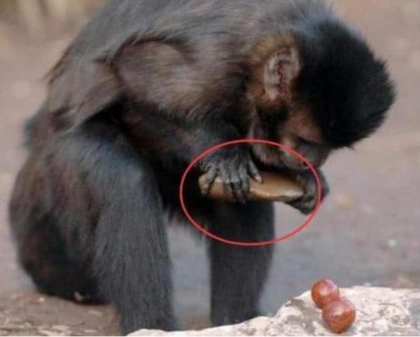 与人类亲缘关系最近的类人猿