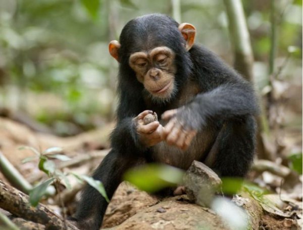 与人类亲缘关系最近的类人猿