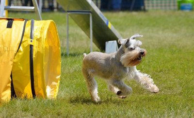 宠物狗小型犬有哪些 受欢迎的10种小型犬图片及简介