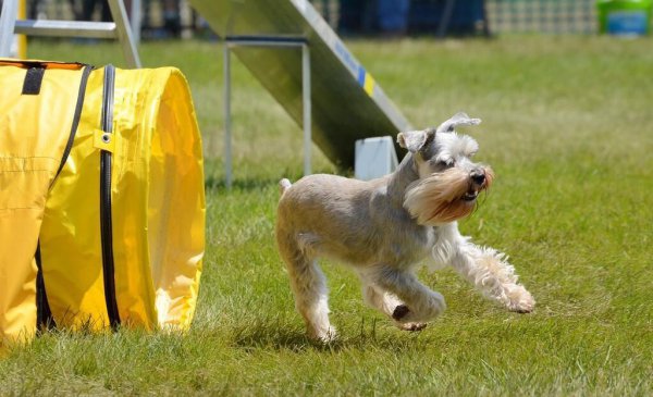宠物狗小型犬有哪些