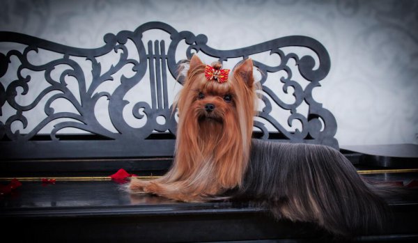 宠物狗小型犬有哪些