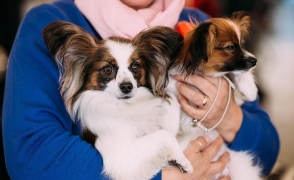 宠物狗小型犬有哪些