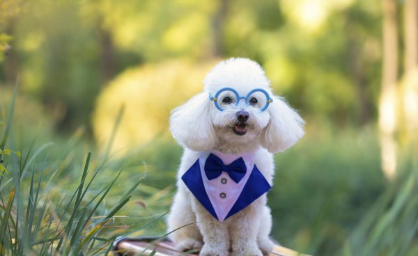 宠物狗小型犬有哪些