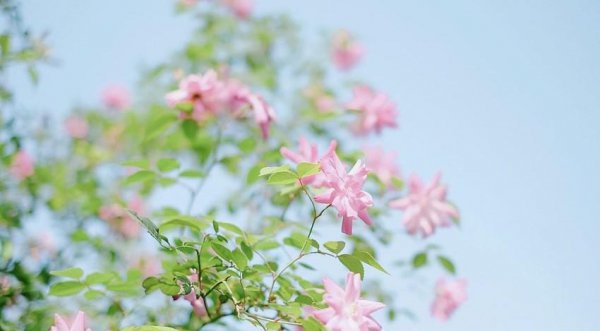 心有猛虎细嗅蔷薇什么意思