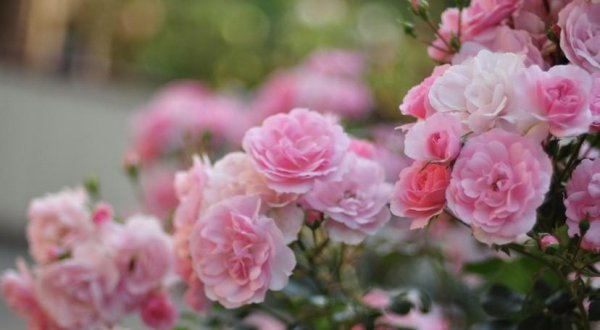 心有猛虎细嗅蔷薇什么意思