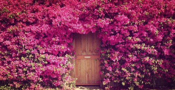 心有猛虎细嗅蔷薇什么意思