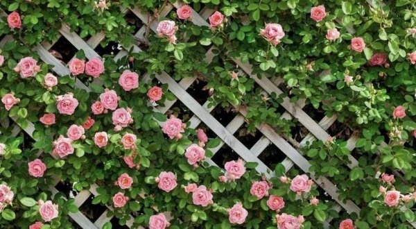 心有猛虎细嗅蔷薇什么意思