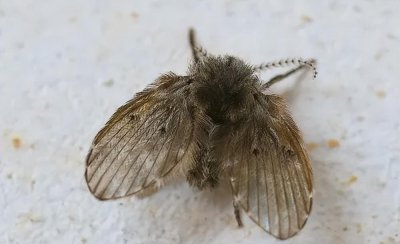 厕所里面的黑色的小飞虫怎么处理 卫生间黑色飞虫怎么回事