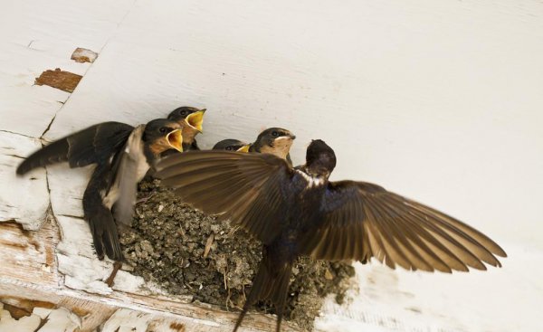 家里的燕子窝能拆掉吗