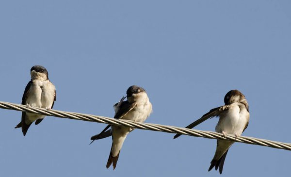 家里的燕子窝能拆掉吗