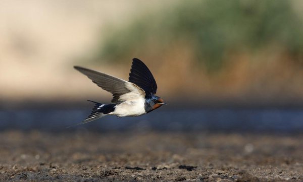家里的燕子窝能拆掉吗