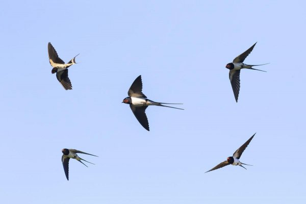 家里的燕子窝能拆掉吗