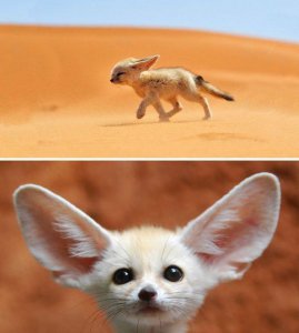 大耳狐的耳朵有什么作用 耳廓狐捕食有哪些特征