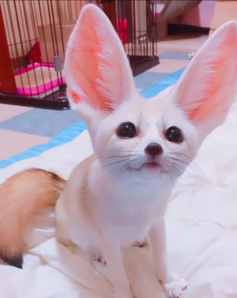 大耳狐的耳朵有什么作用