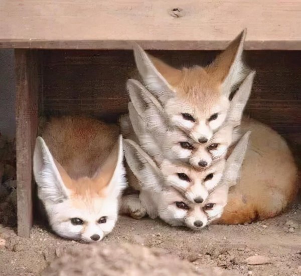 大耳狐的耳朵有什么作用