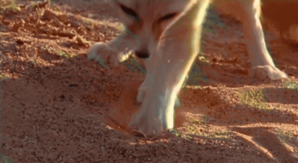 大耳狐的耳朵有什么作用