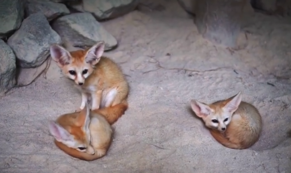 大耳狐的耳朵有什么作用