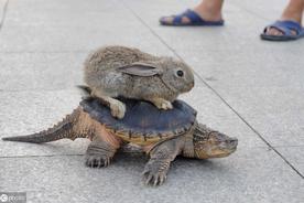 龟兔赛跑的故事原文