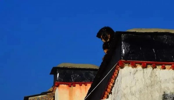 后藏是哪里的城市