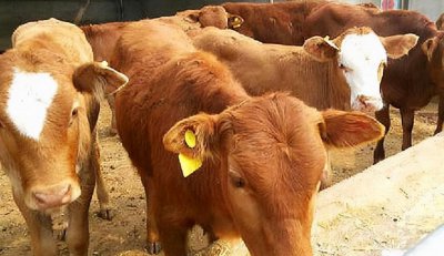 养牛投资多少钱 超实用的养牛成本详细数据分析