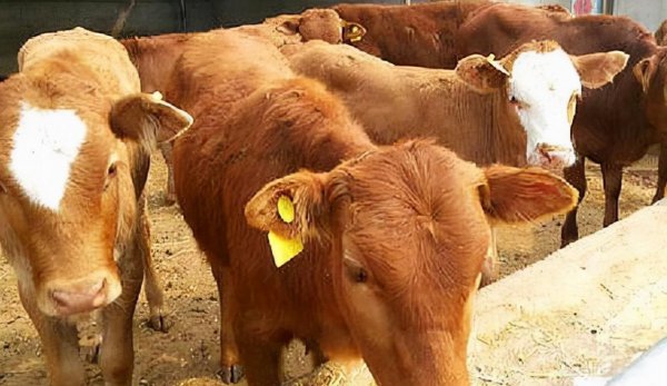 养牛投资多少钱