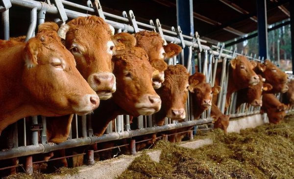 养牛投资多少钱