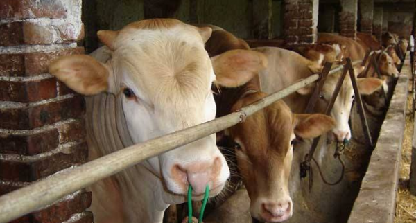 养牛投资多少钱