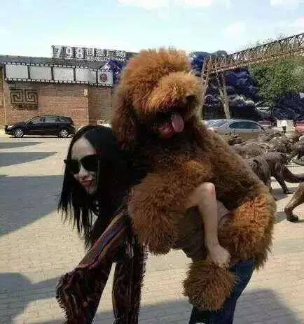 巨型泰迪是什么品种