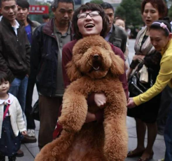 巨型泰迪是什么品种