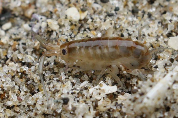 南极动物有哪些