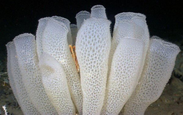 南极动物有哪些