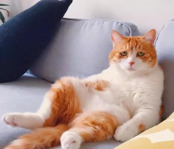 橘猫千万不能养为什么 不建议养橘猫的原因有哪些
