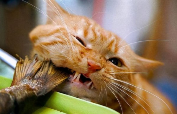 橘猫千万不能养为什么