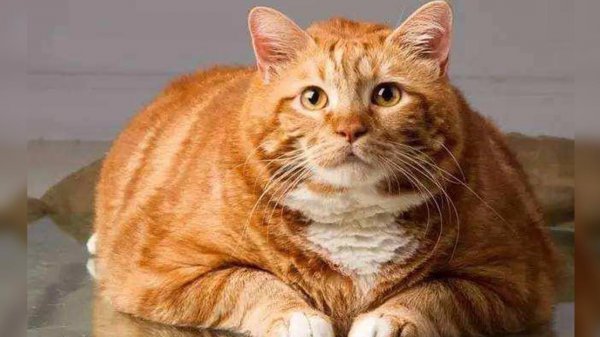 橘猫千万不能养为什么