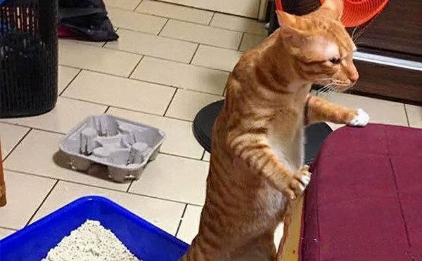 橘猫千万不能养为什么
