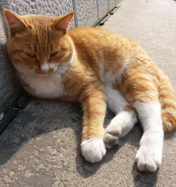 橘猫千万不能养为什么