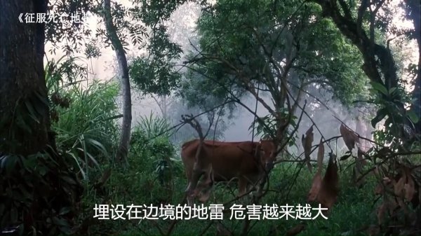 中越雷区为什么越南人不排雷