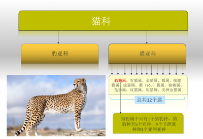 猎豹每小时跑多少千米 猎豹的生活习性及食物来源