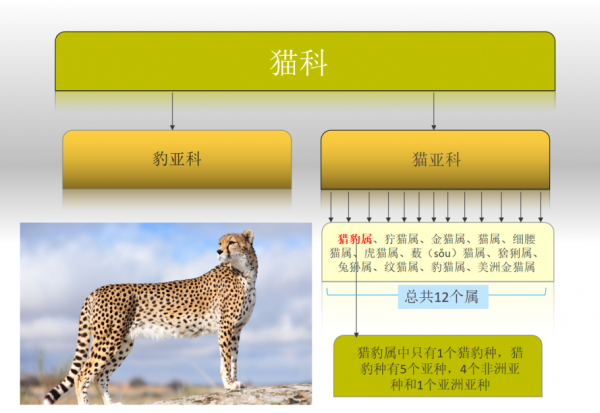 猎豹每小时跑多少千米