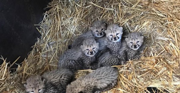 猎豹每小时跑多少千米