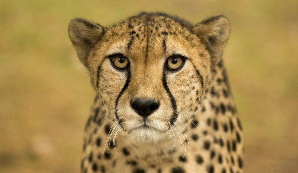 猎豹每小时跑多少千米