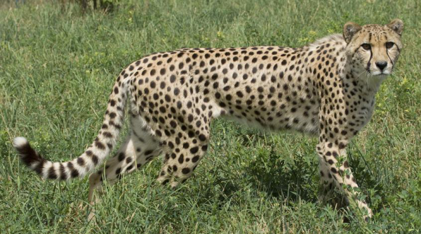 猎豹每小时跑多少千米