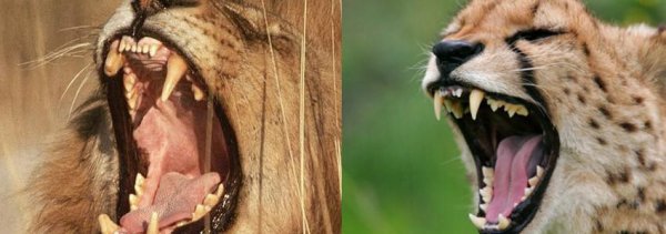 猎豹每小时跑多少千米