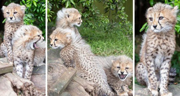 猎豹每小时跑多少千米