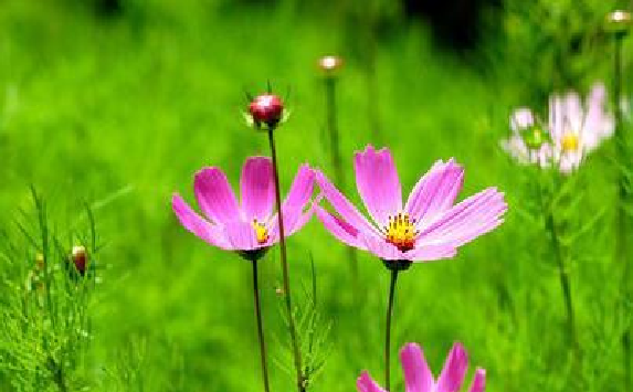 孙犁代表作有哪几篇