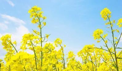 孙犁代表作有哪几篇