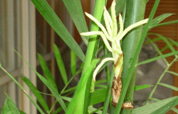 竹子开花的风水预兆