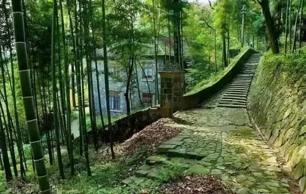 竹子开花的风水预兆