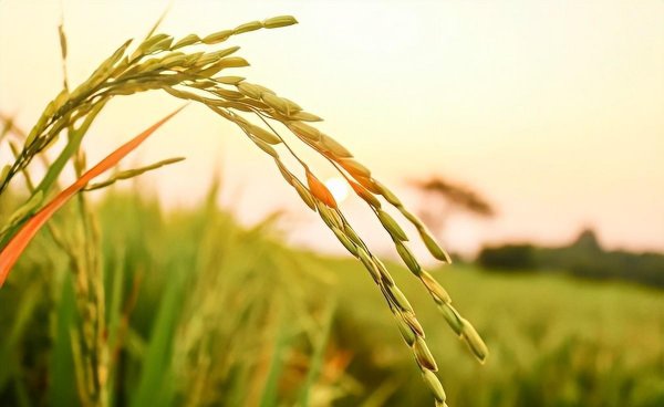 小满是什么意思