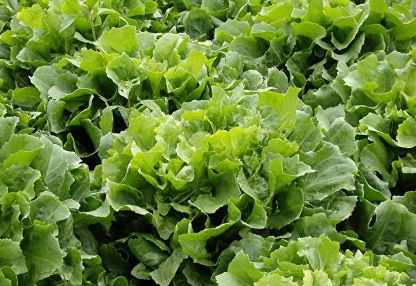 小满是什么意思